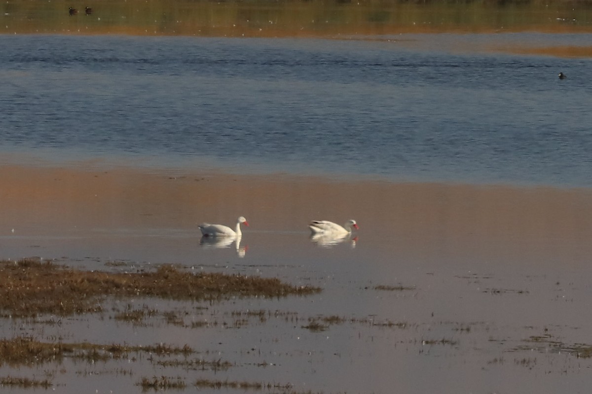 Coscoroba Swan - ML646116114