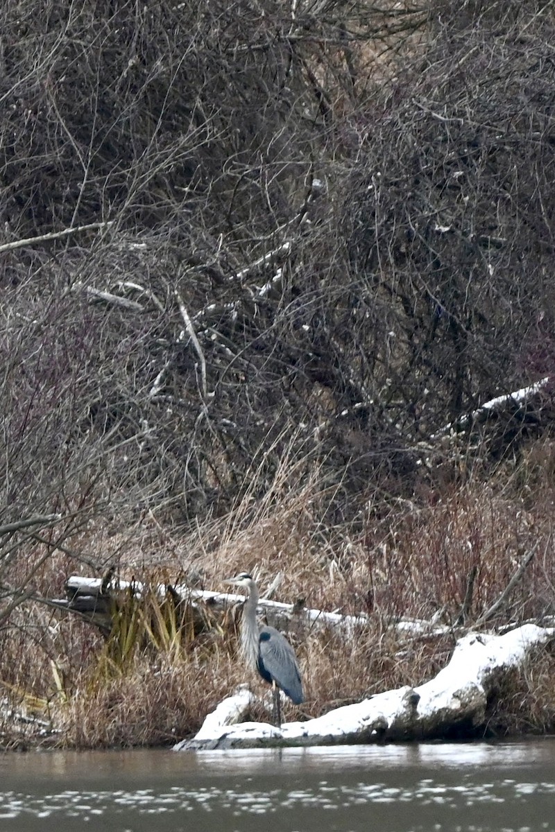 Great Blue Heron - ML646116115