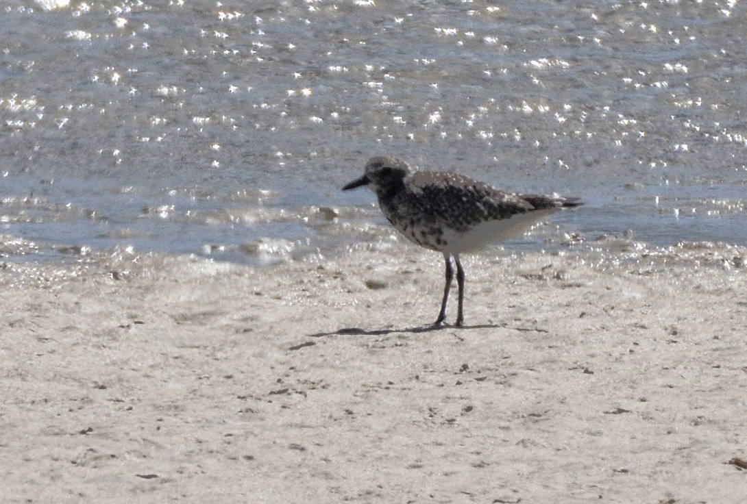 Black-bellied Plover - ML646116117