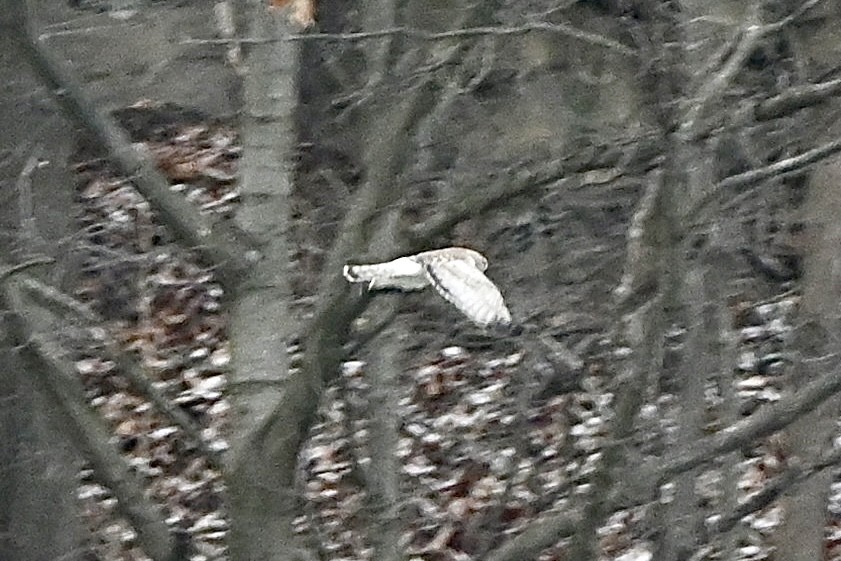 Northern Harrier - ML646116118