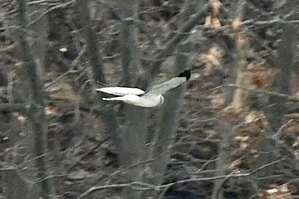 Northern Harrier - ML646116119