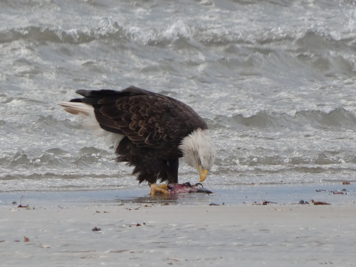 Bald Eagle - ML646116120