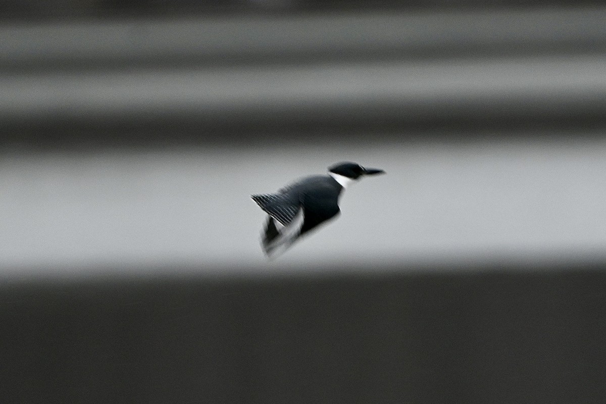 Belted Kingfisher - ML646116121