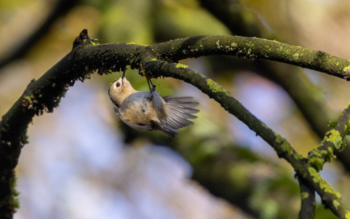 Goldcrest - ML646116122