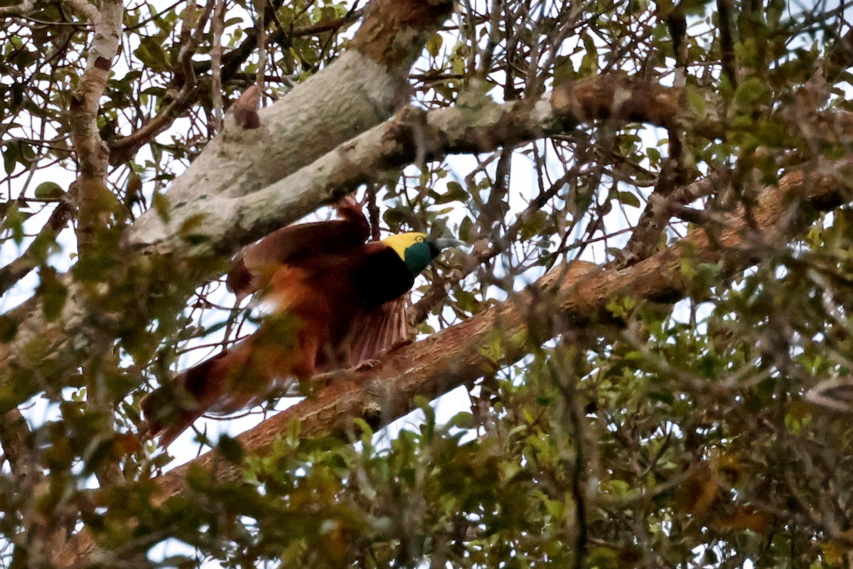 Greater Bird-of-Paradise - ML646116123