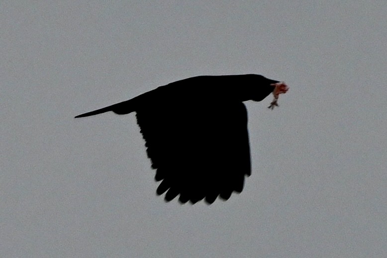 Common Raven - ML646116124