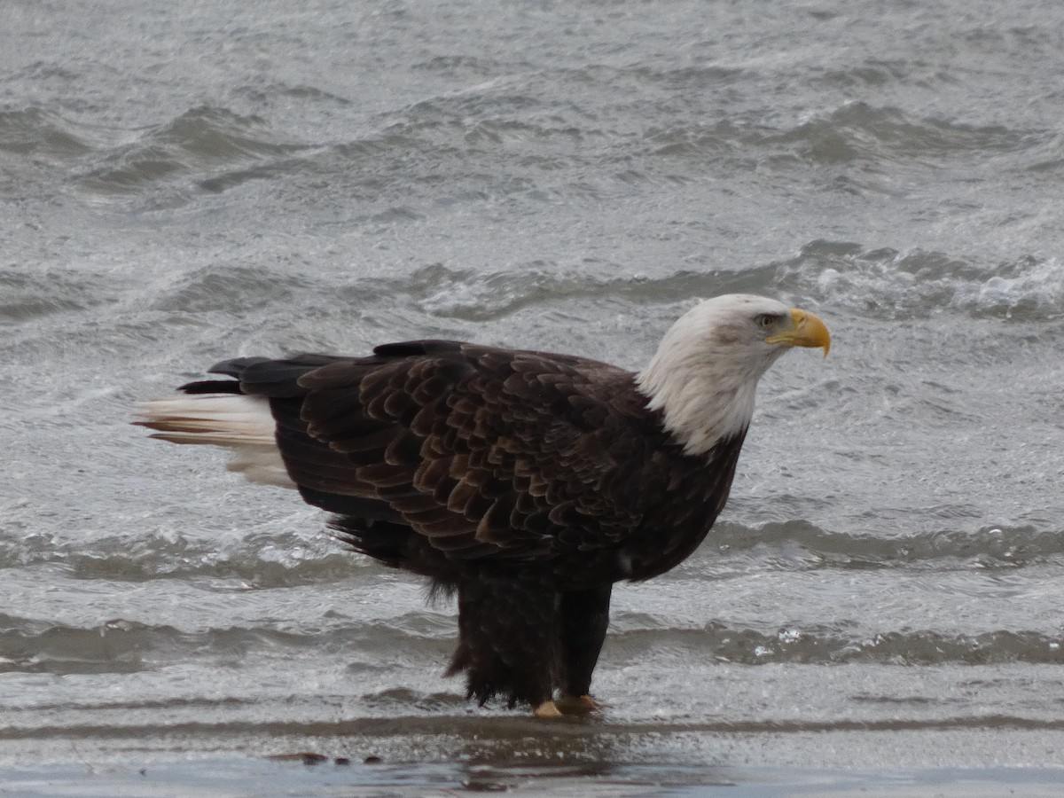 Bald Eagle - ML646116126