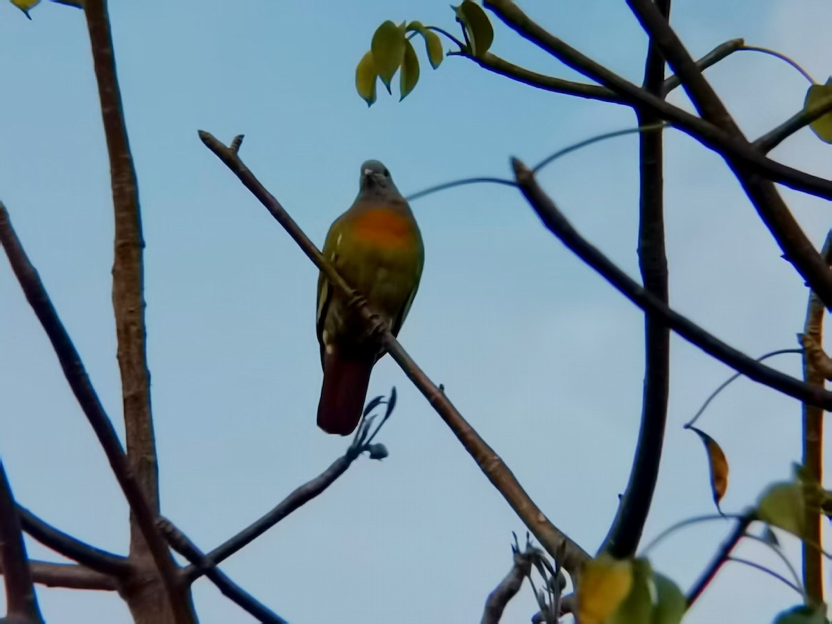Pink-necked Green-Pigeon - ML646116128