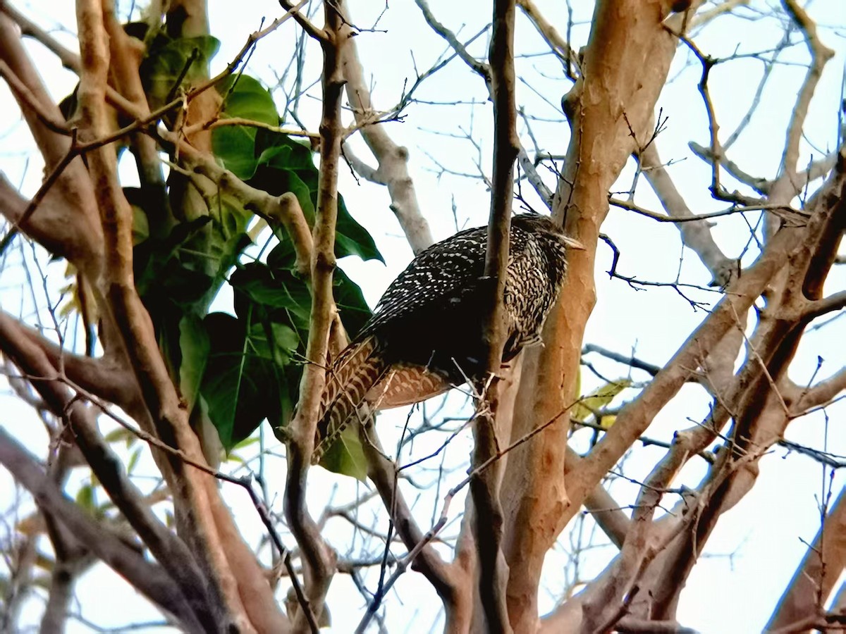 Asian Koel - ML646116129