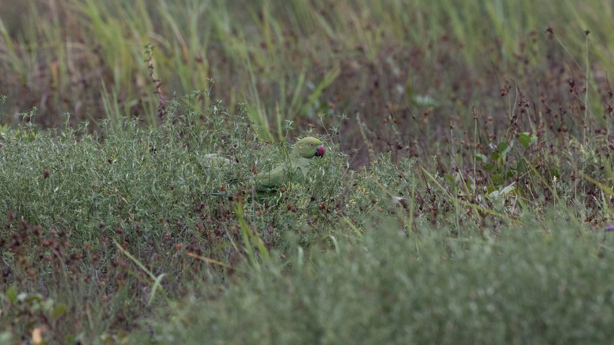 Rose-ringed Parakeet - ML646116130