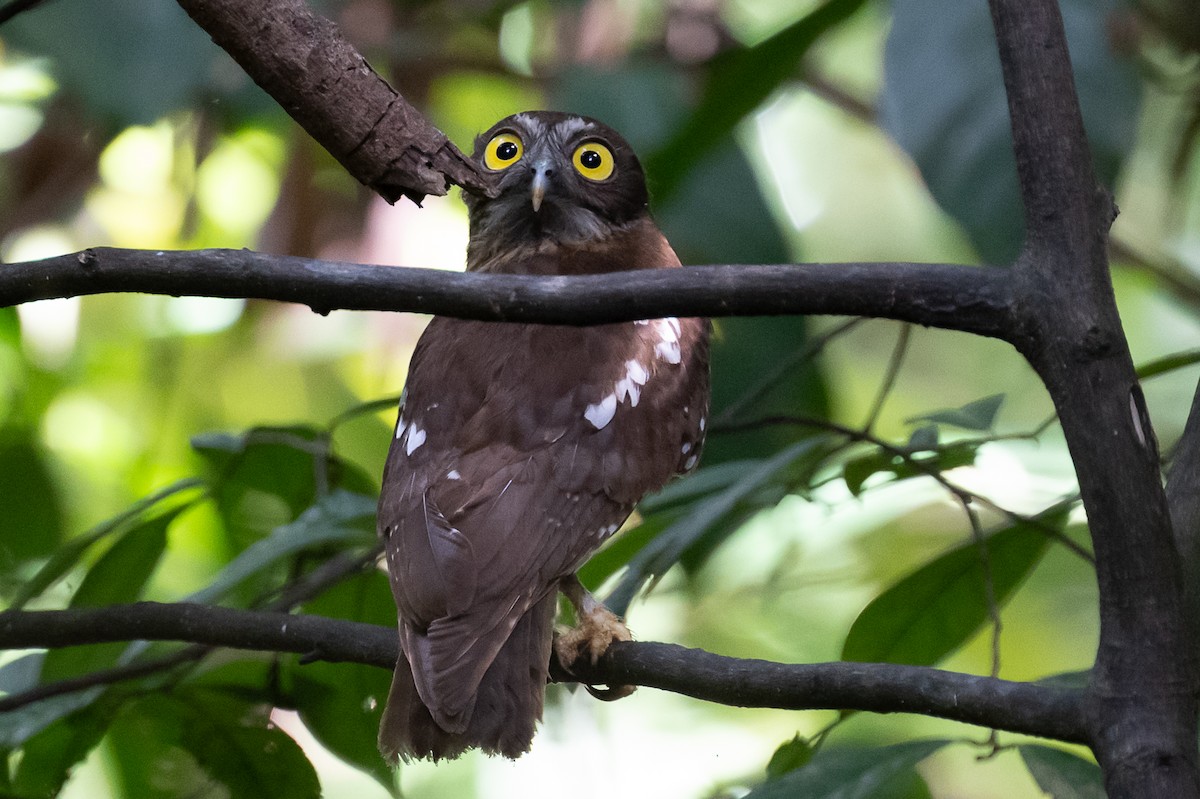 チャバラアオバズク - ML646116131