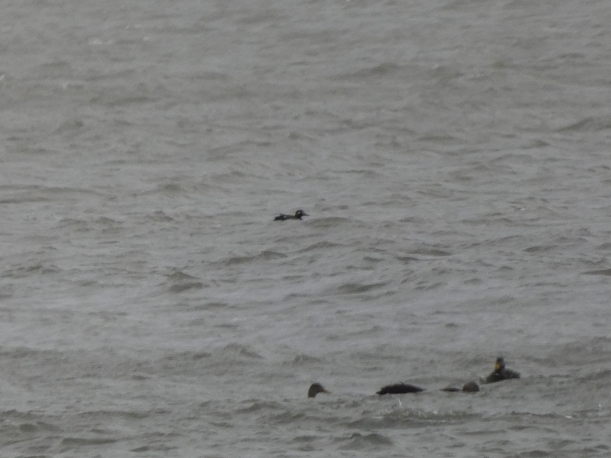White-winged Scoter - ML646116132