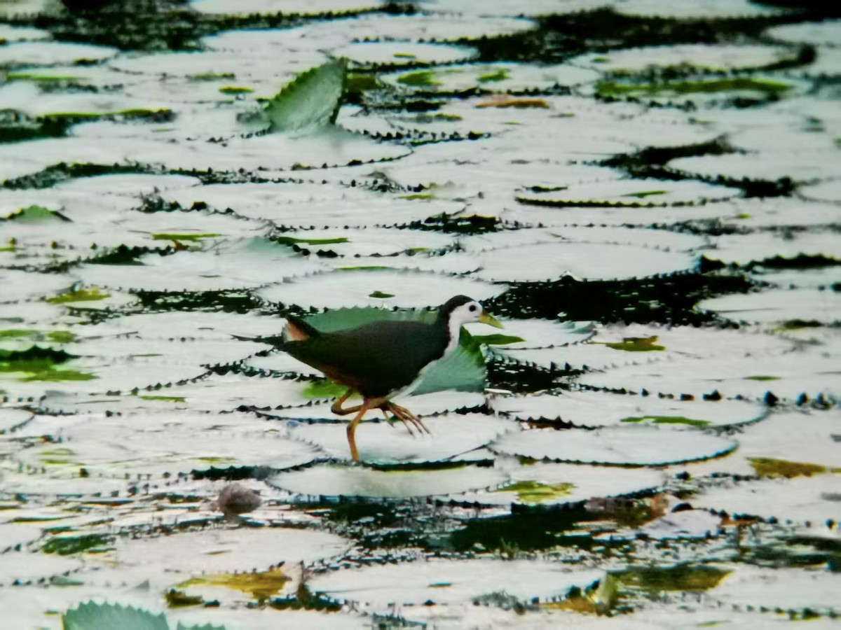 White-breasted Waterhen - ML646116133