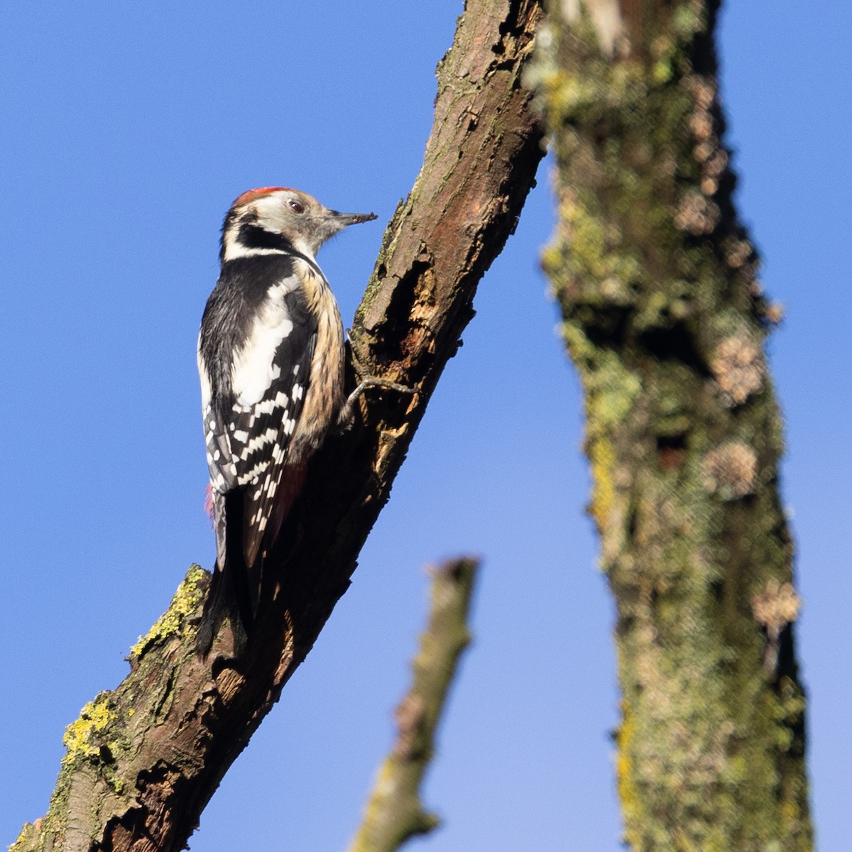 Middle Spotted Woodpecker - ML646116136