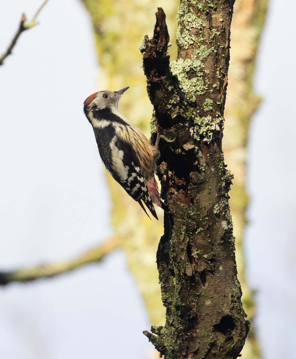 Middle Spotted Woodpecker - ML646116137