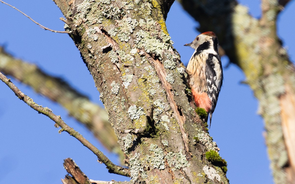 Middle Spotted Woodpecker - ML646116138
