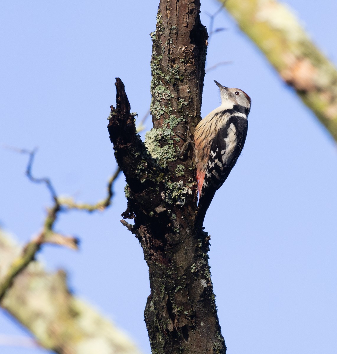 Middle Spotted Woodpecker - ML646116139