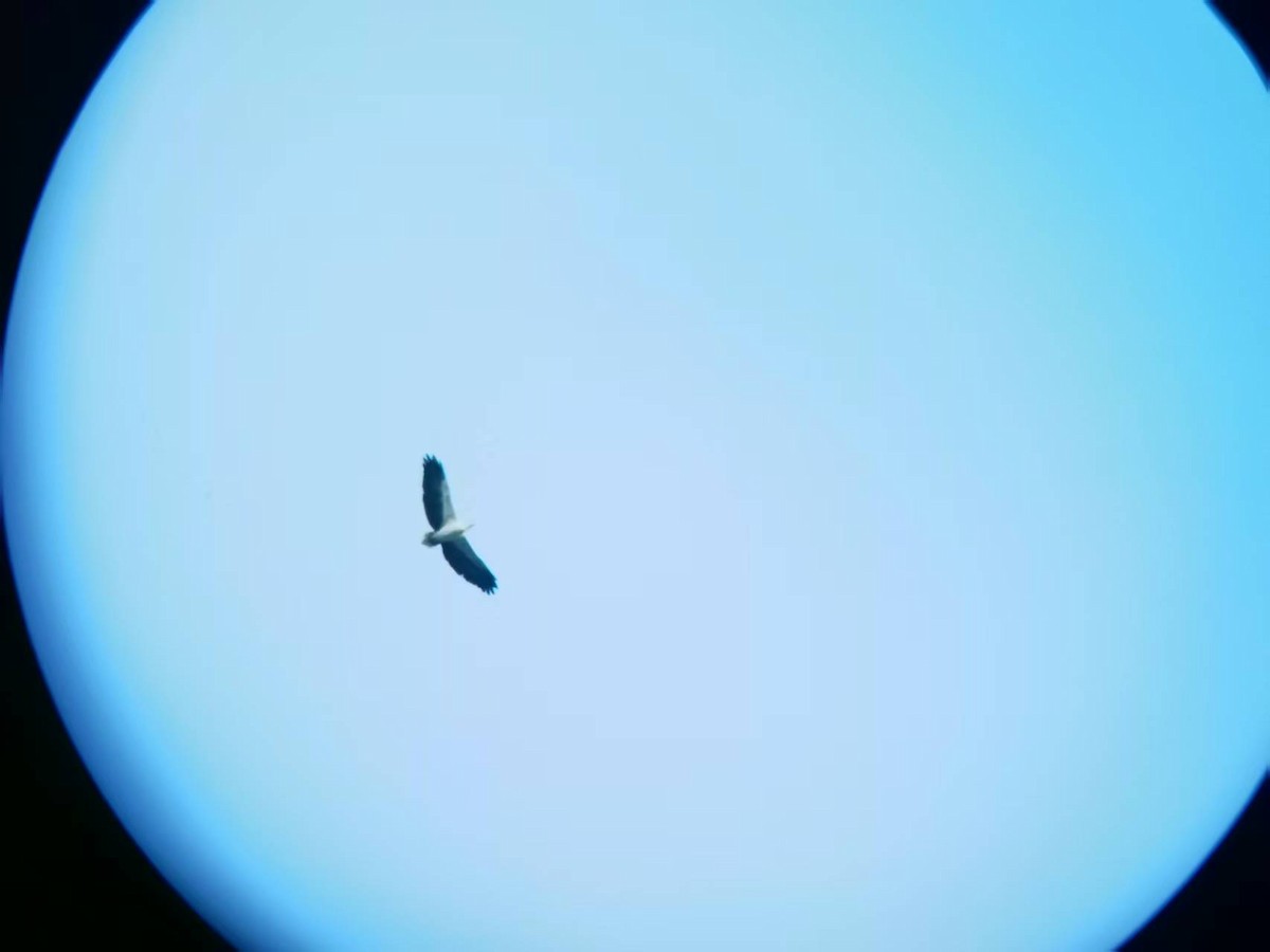 White-bellied Sea-Eagle - ML646116140