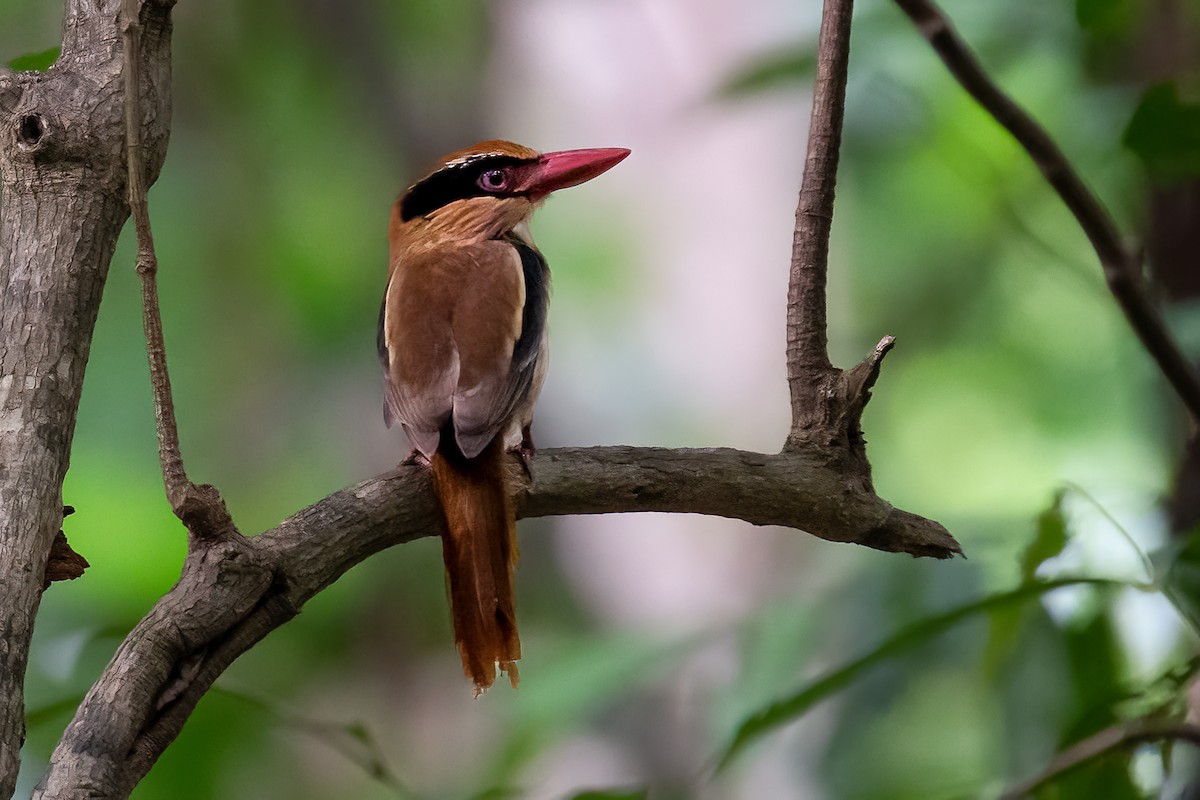 Sulawesi Lilac Kingfisher - ML646116142