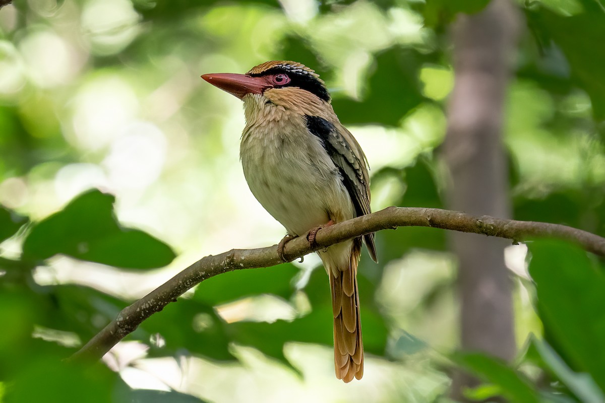 Sulawesi Lilac Kingfisher - ML646116144