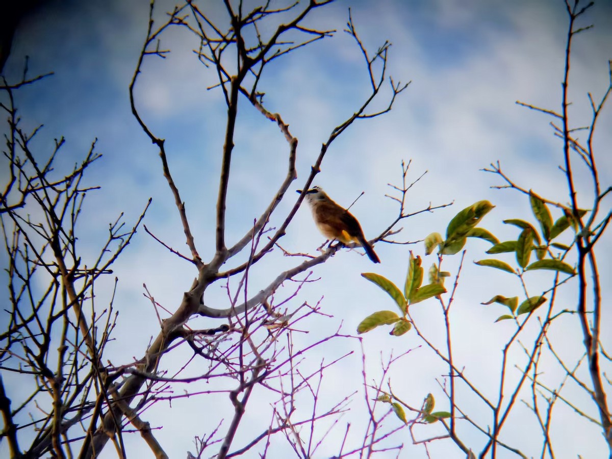 Yellow-vented Bulbul - ML646116145