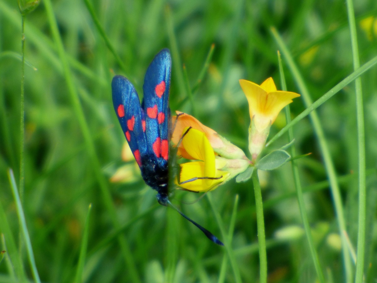 Five-spot Burnet - ML646116146