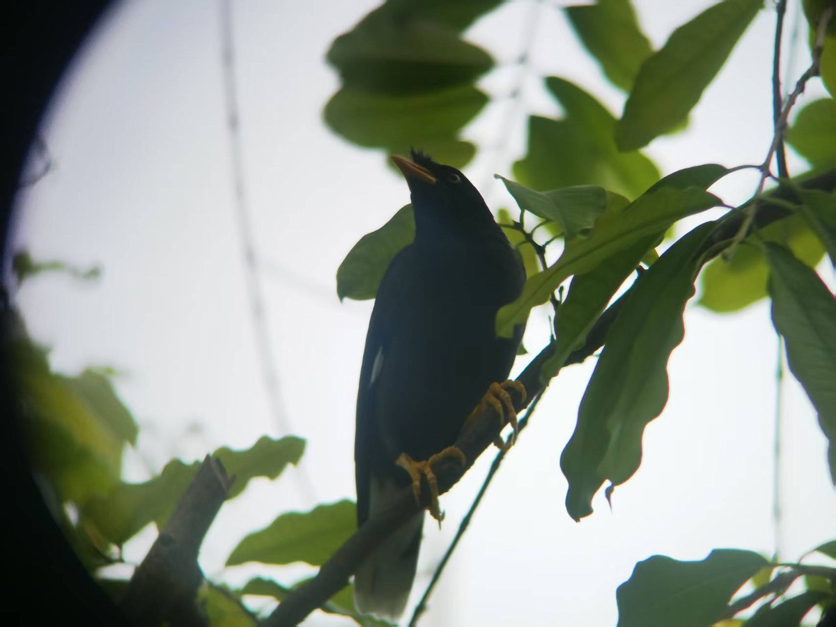 Javan Myna - ML646116148