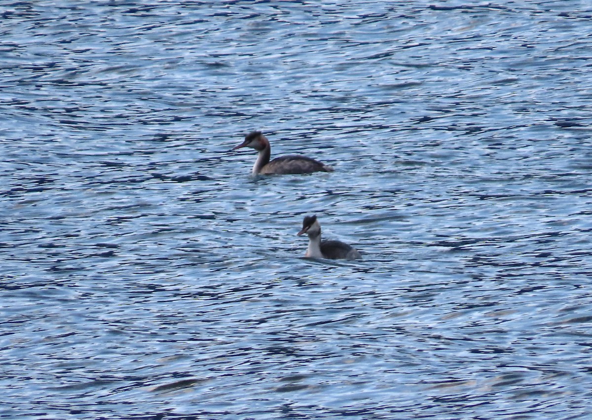 Great Crested Grebe - ML646116152