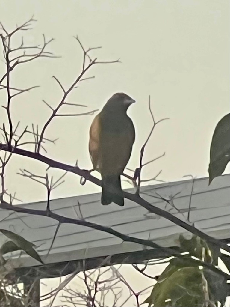 Rosy Starling - ML646116153