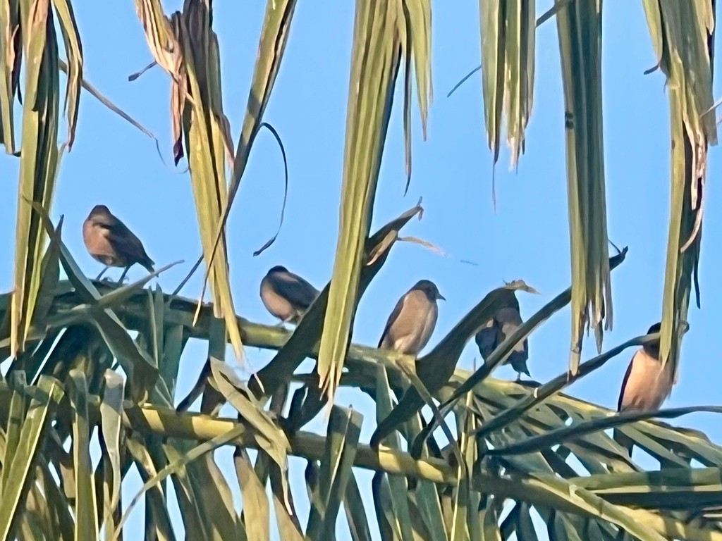 Rosy Starling - ML646116154