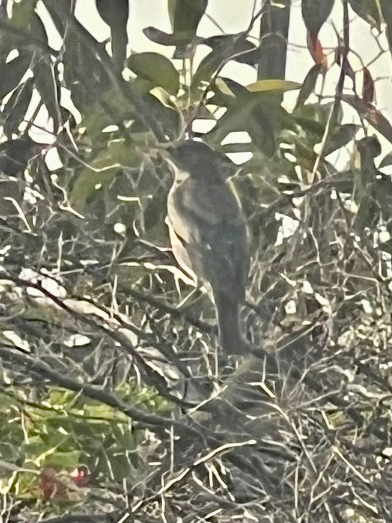 Rosy Starling - ML646116155