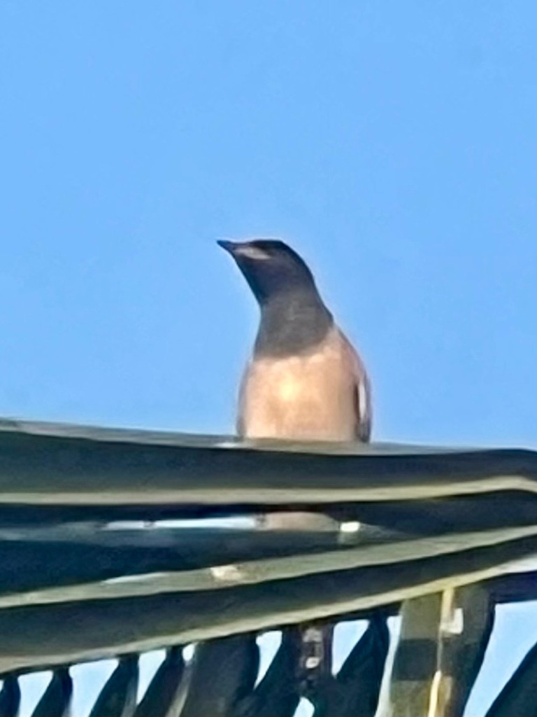 Rosy Starling - ML646116157