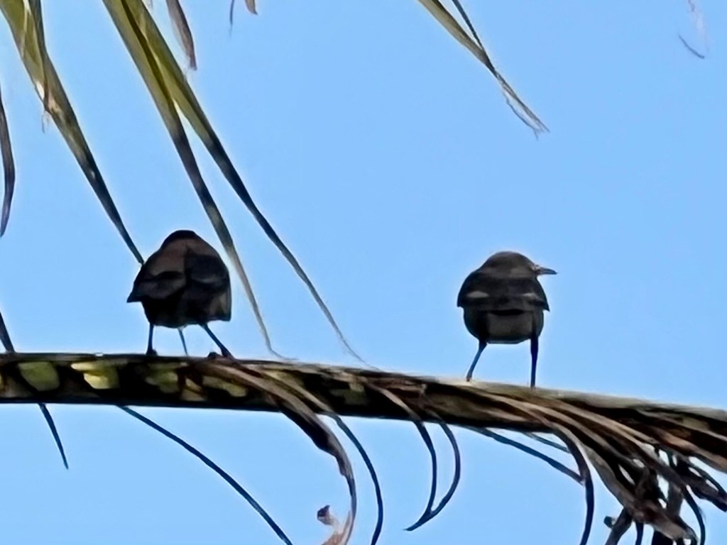 Rosy Starling - ML646116158