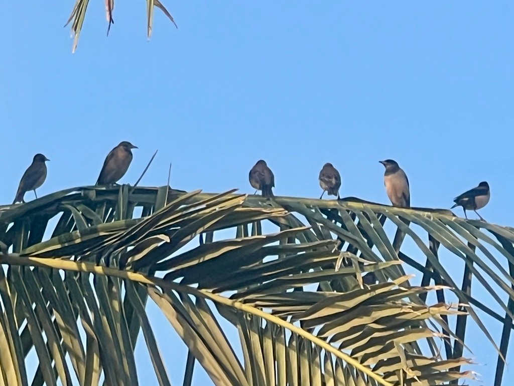 Rosy Starling - ML646116159