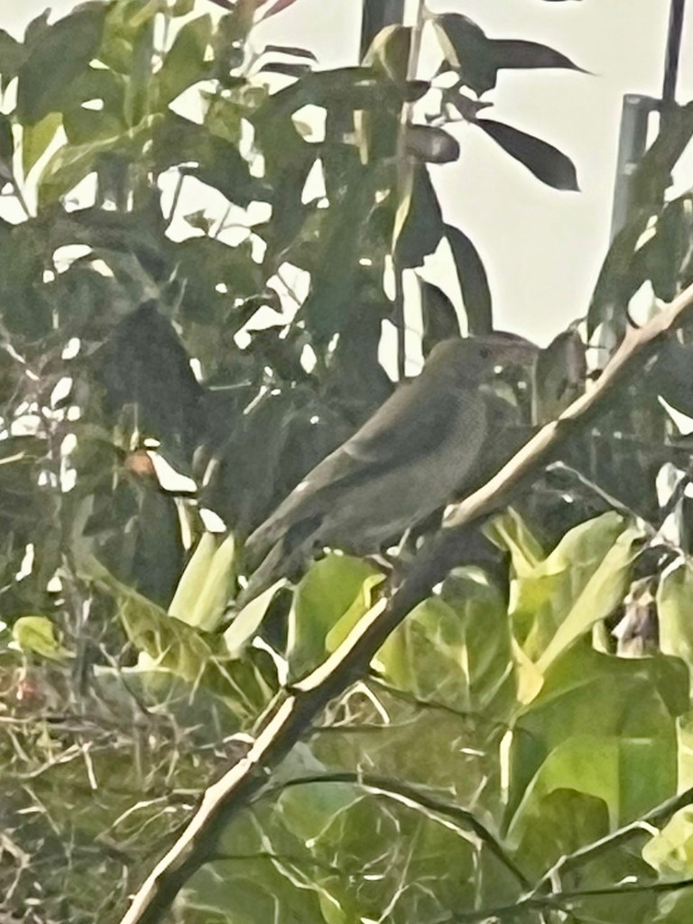 Rosy Starling - ML646116160