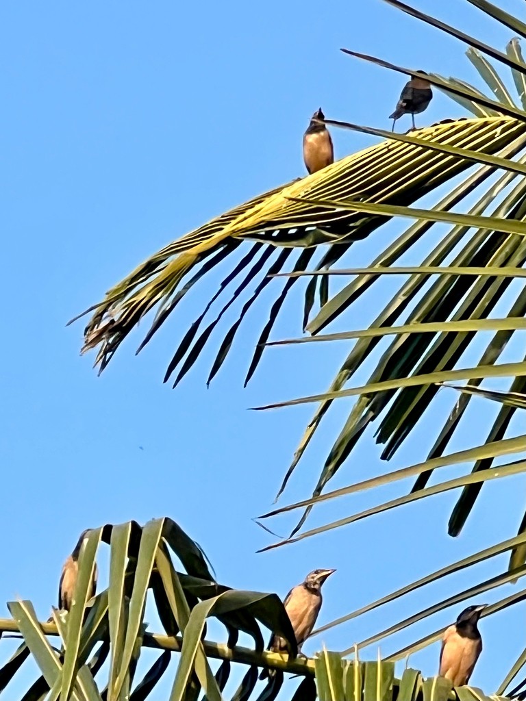 Rosy Starling - ML646116161