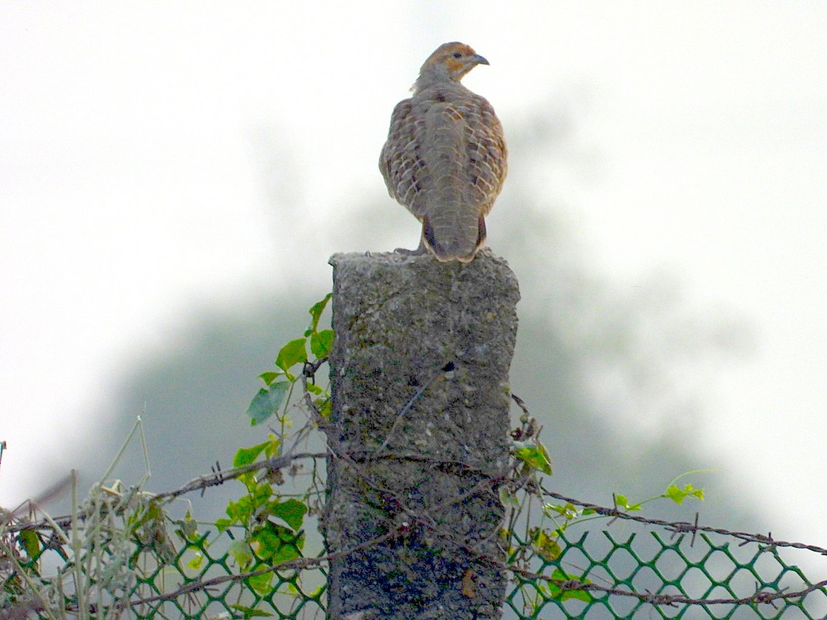 Gray Francolin - ML646116162