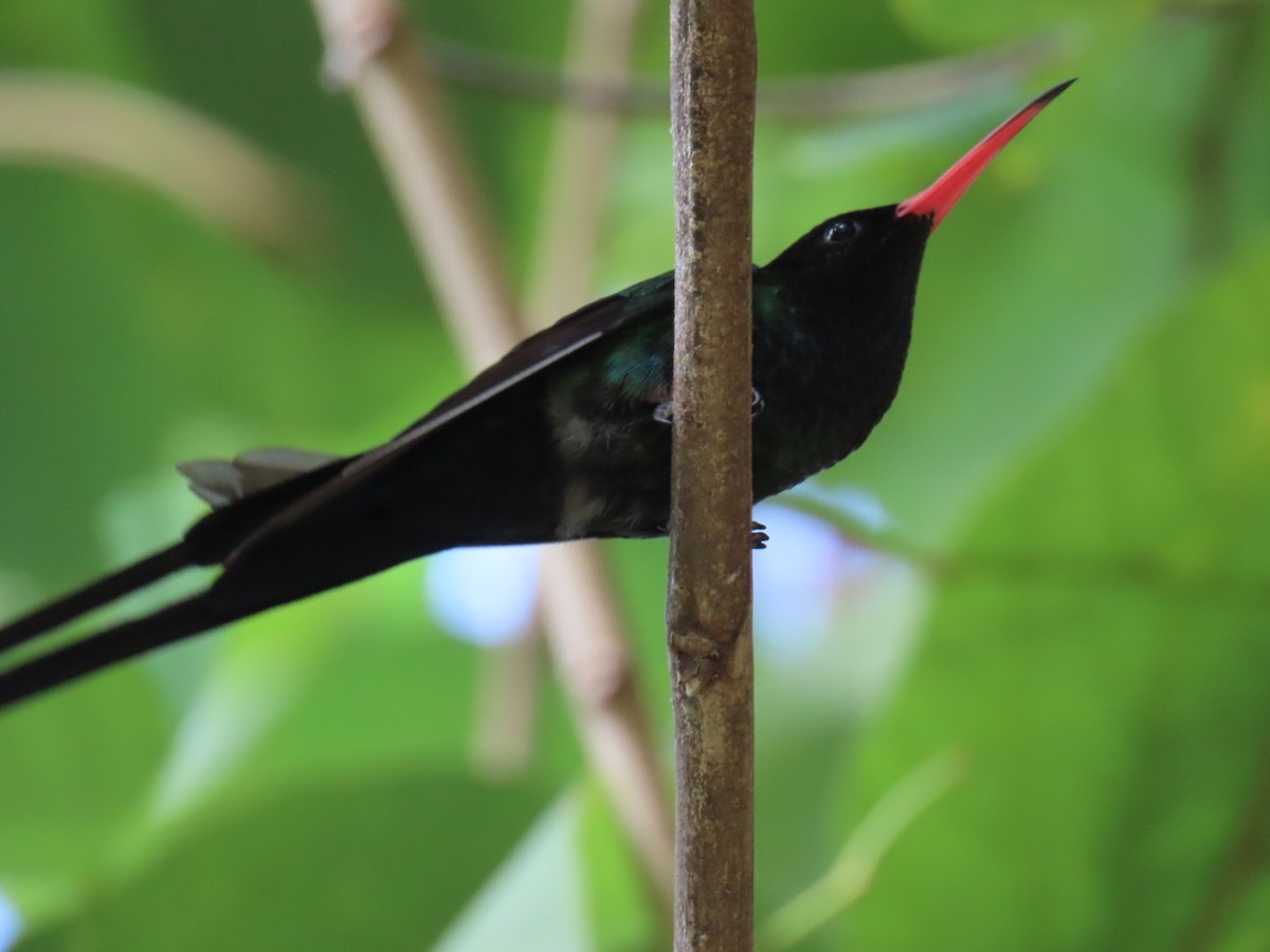 Red-billed Streamertail - ML646116163