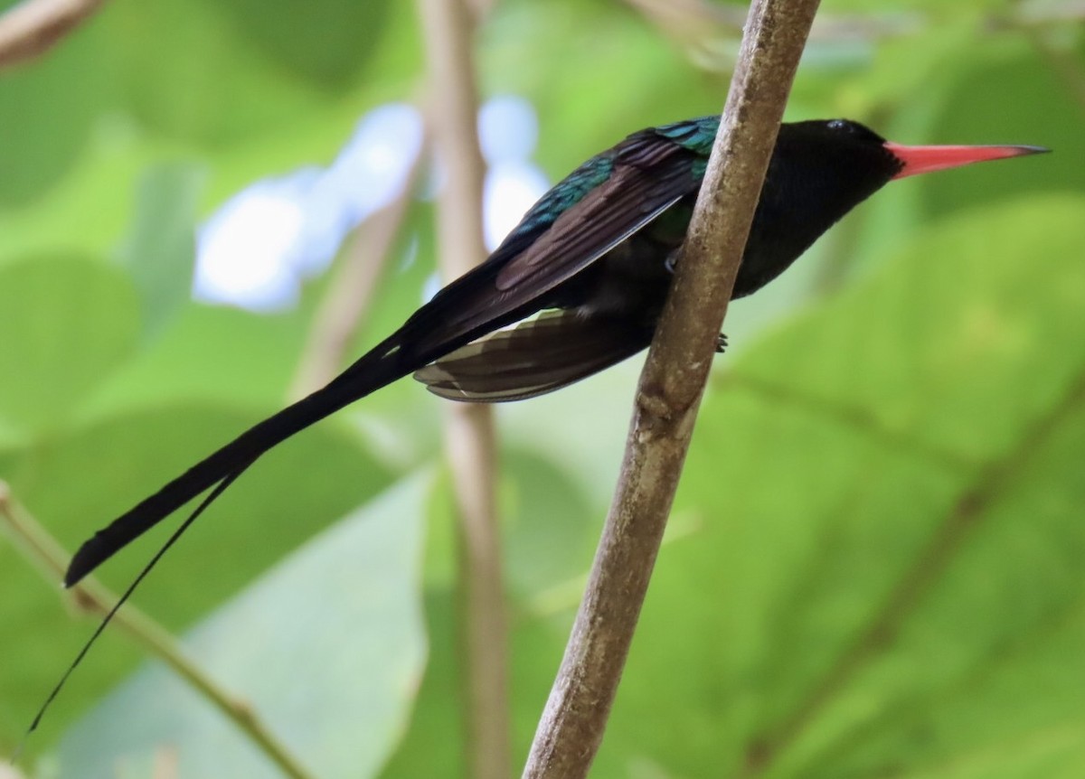 Red-billed Streamertail - ML646116164