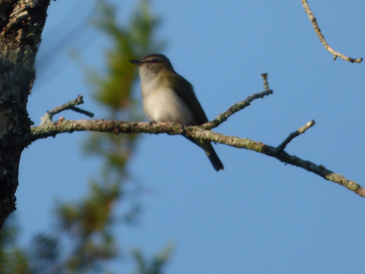 Красноглазый виреон - ML646116166