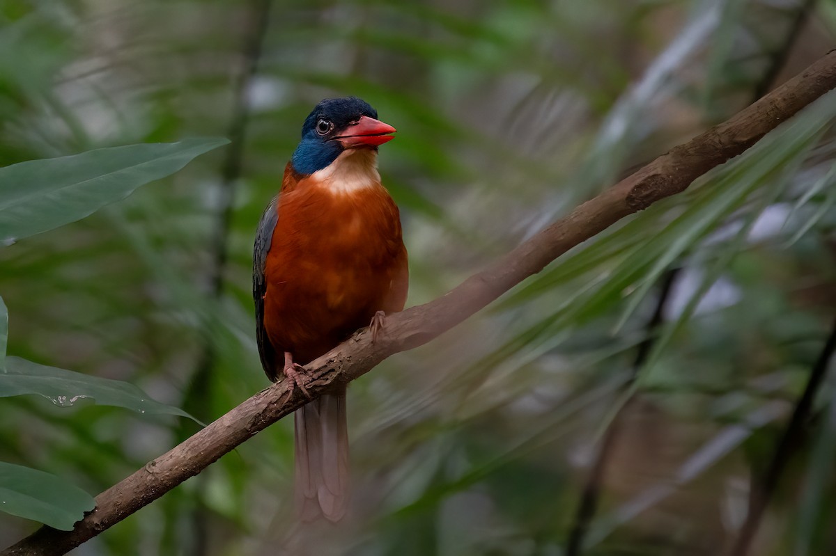 チャバラショウビン - ML646116169