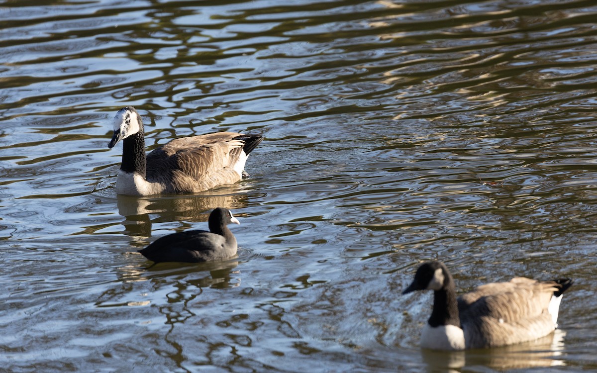 Barnacle Goose - ML646116171