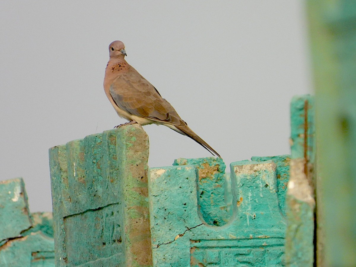 Laughing Dove - ML646116172
