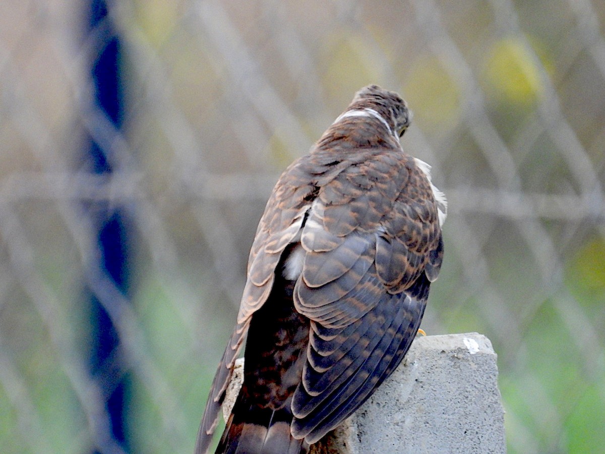 Common Hawk-Cuckoo - ML646116173