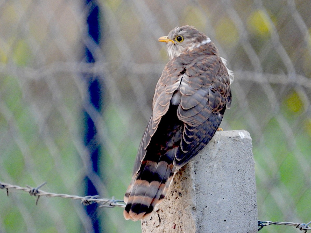 Common Hawk-Cuckoo - ML646116174