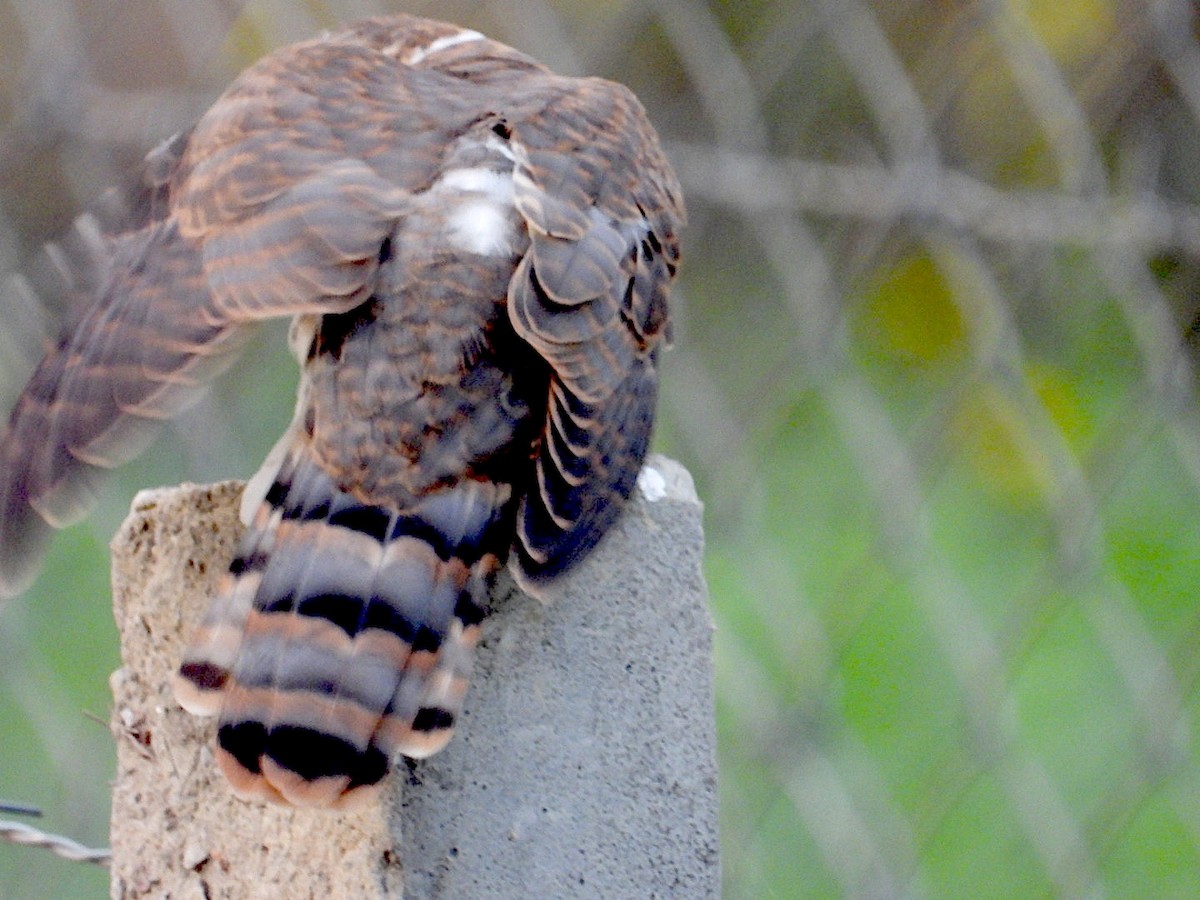 Common Hawk-Cuckoo - ML646116175