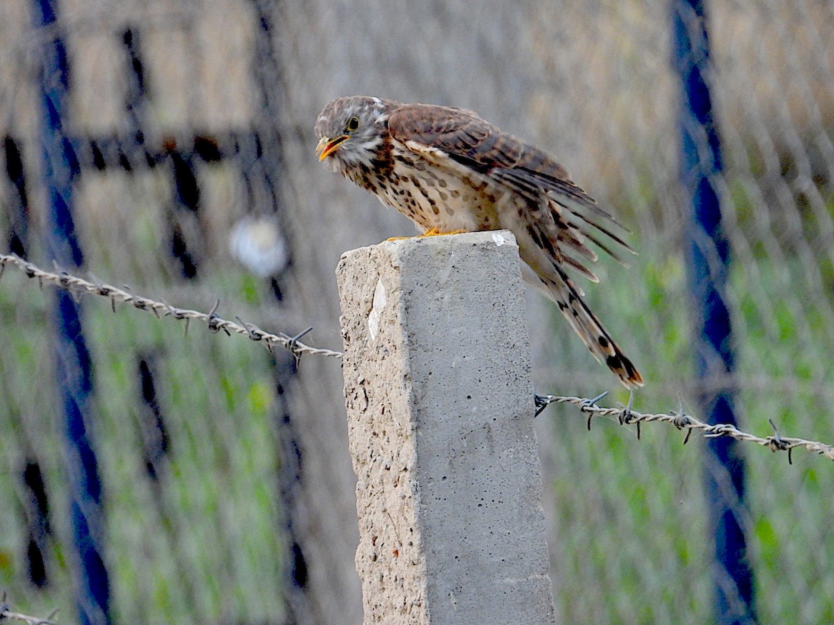 Common Hawk-Cuckoo - ML646116176