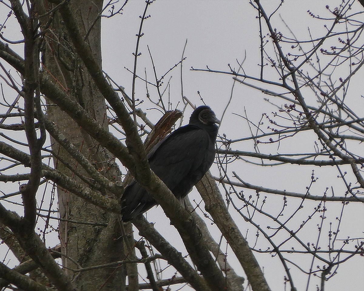 Black Vulture - ML646116178