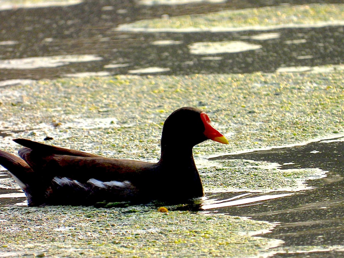 紅冠水雞 - ML646116181