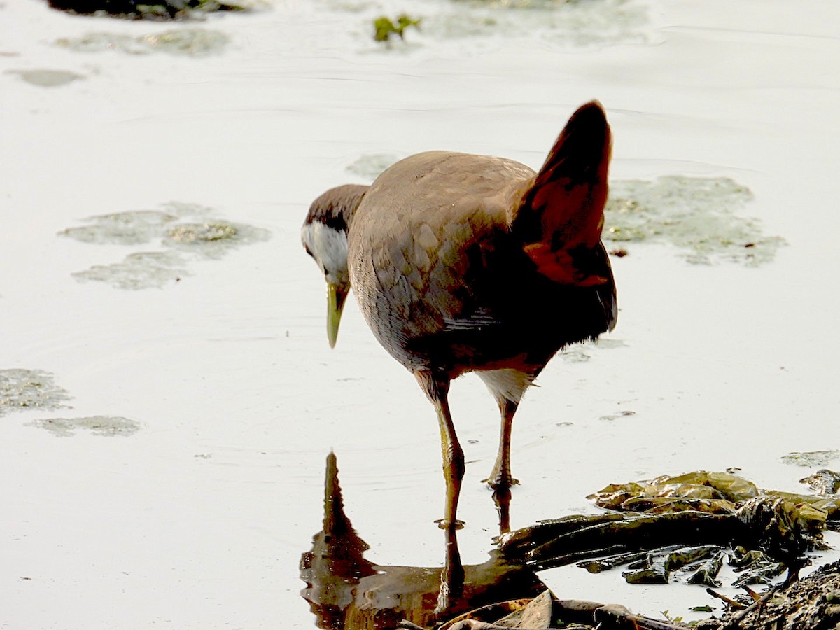 白腹秧雞 - ML646116185